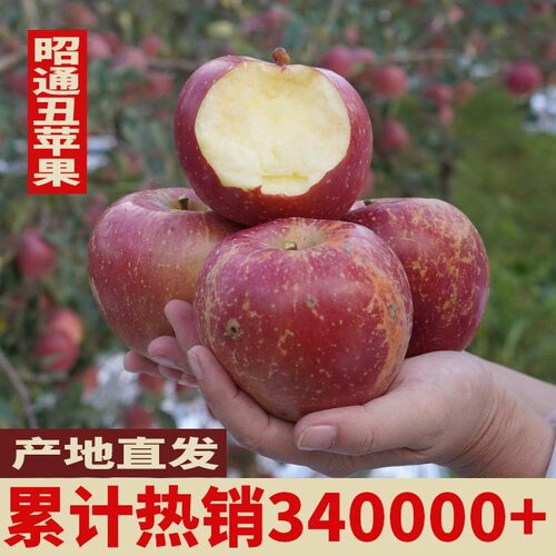 好安一2026年红露新果云南昭通高原丑苹果新鲜水果脆甜多汁