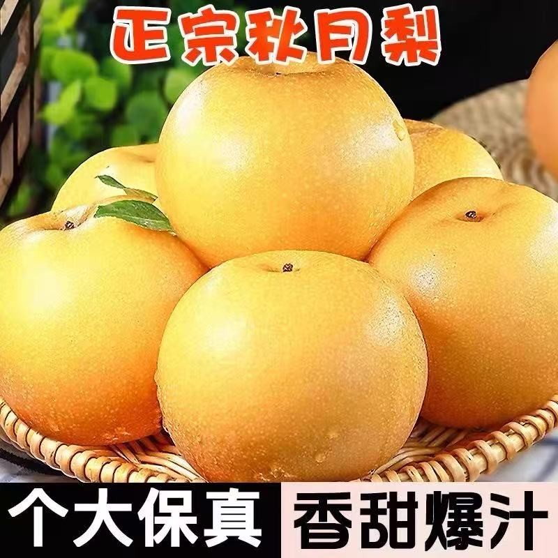 山东莱西日庄镇秋月梨产地直发脆甜多汁皮薄产地正宗当季新鲜水果