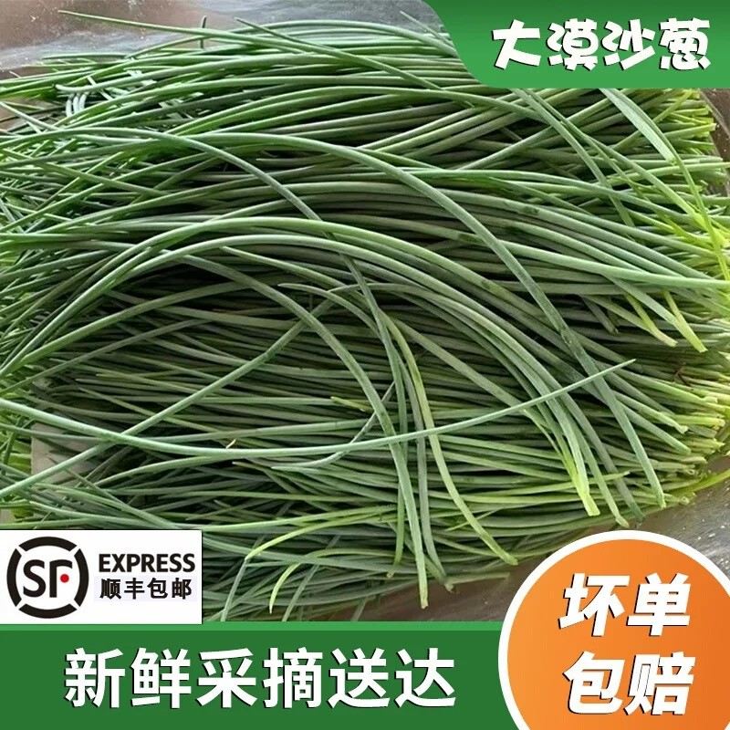 甘肃民勤新鲜沙葱蒙古韭现摘现发坏单包赔蔬菜