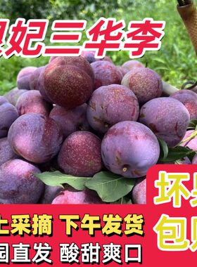 精品大果正宗广东钱排银妃三华李新鲜采摘酸脆爽口红心李子