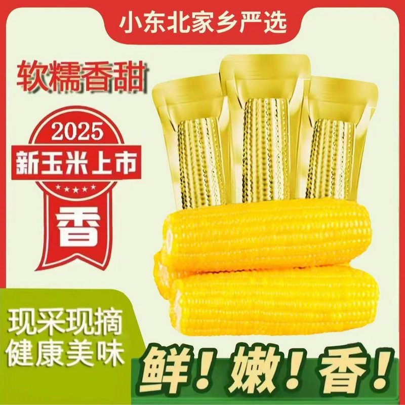 试吃6棒26年东北黄糯玉米每支300-350g(拍8送6)整箱9.5-10斤