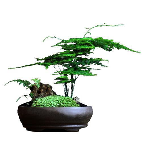 苔藓微景观禅意日式山水盆景福禄桐金钱菖蒲文竹茶道盆栽茶宠礼品