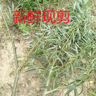 新鲜现剪柳树枝 柳条 柳木婴儿夜晚哭泣孕妇随身携带