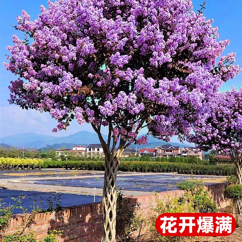 紫薇花树苗盆栽百日红花卉庭院老桩别墅室外绿化植物庭院四季大苗