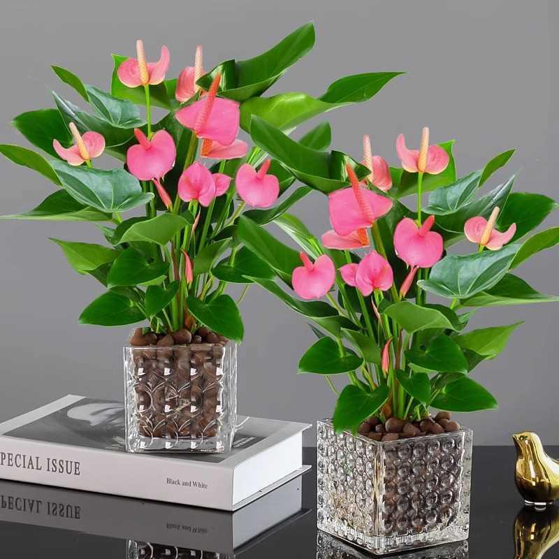 内栽室粉盆植花卉物掌好养水培白掌一帆风顺红掌水养四季常青绿植