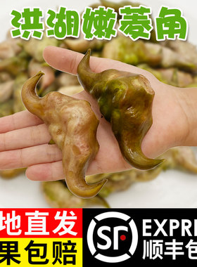 洪湖新鲜嫩菱角现摘大青菱角