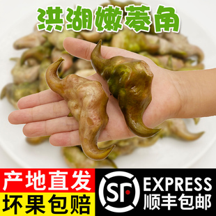 洪湖嫩菱角生吃脆甜大菱角新鲜嫩菱角湖北特产现摘青菱角顺丰包邮