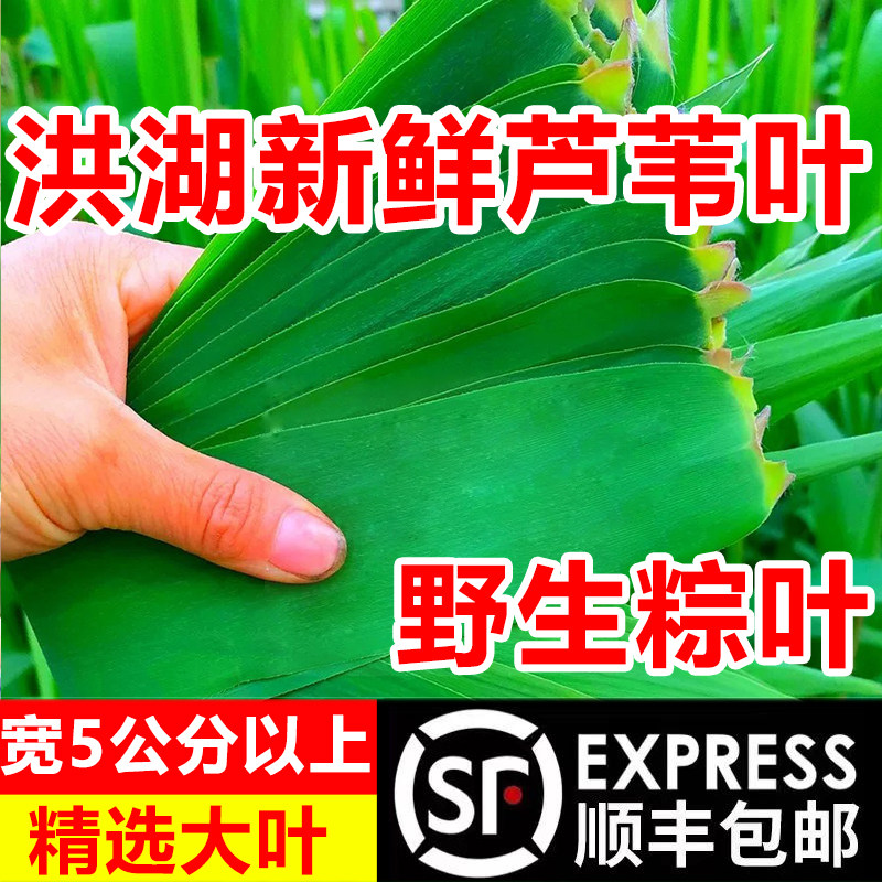 顺丰包邮粽叶洪湖新鲜芦苇叶野生大粽叶天然粽子叶包粽子大号棕叶