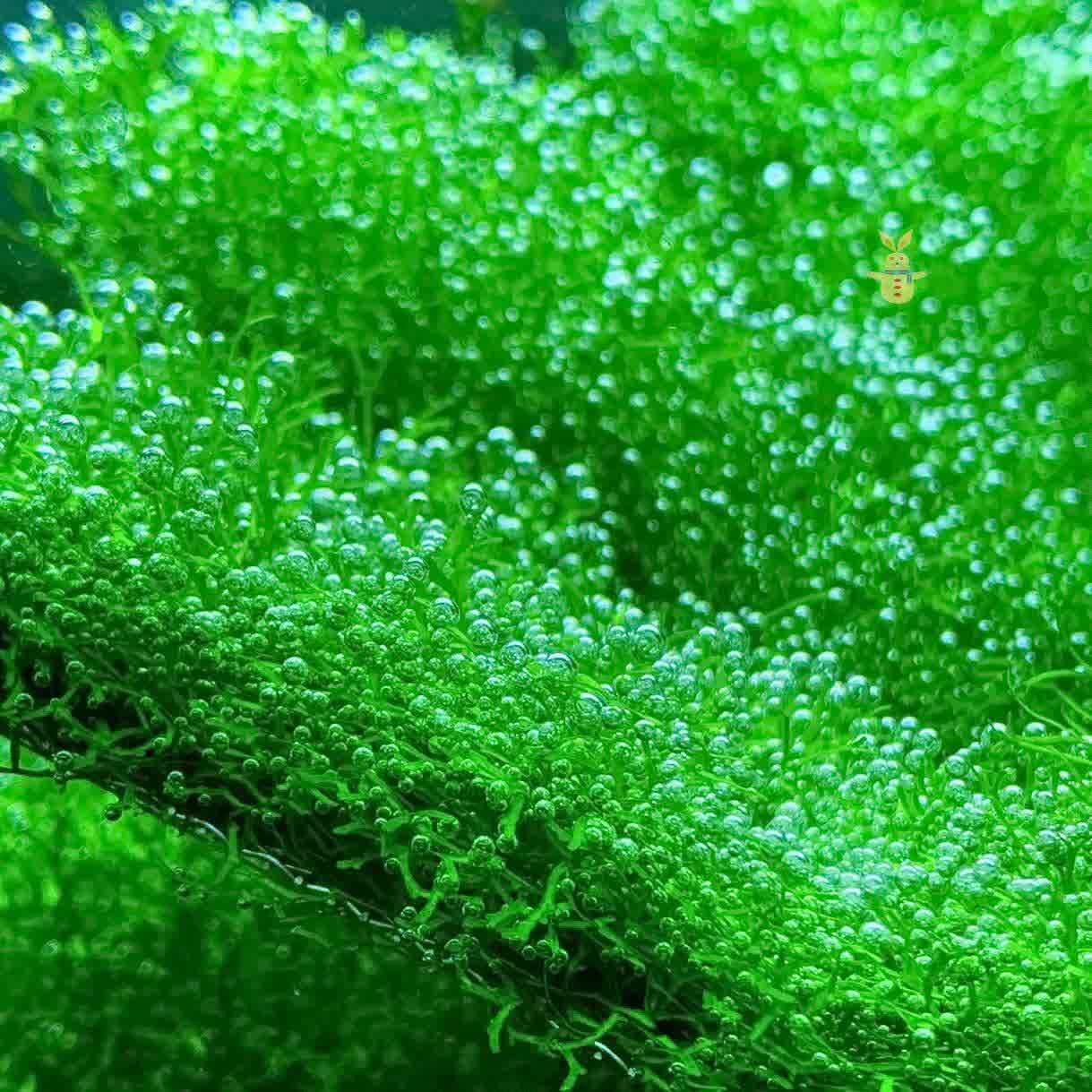 鱼缸造景鹿角苔莫斯水草增氧植物淡水冒泡慕斯片定植阴性前景草坪