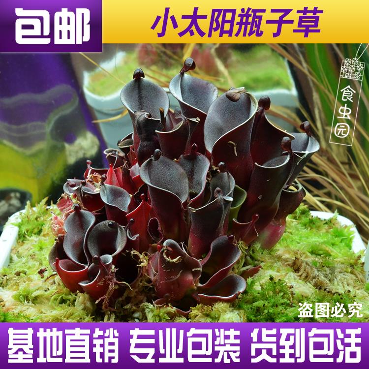 【小太阳瓶子草 H.minor】稀有食虫植物 适合造景 趣味绿植盆栽