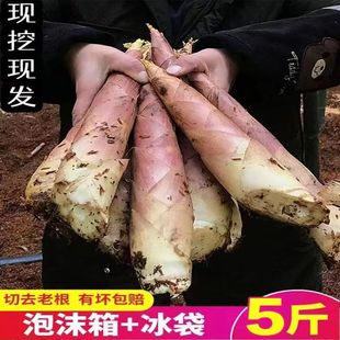 现挖野生临安小雷笋冬笋建瓯新鲜现挖雷竹笋天香雷笋竹笋