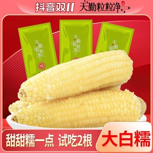 24年新玉米天勤粒粒净囤货装有机非转基因早餐甜糯新鲜260-300g