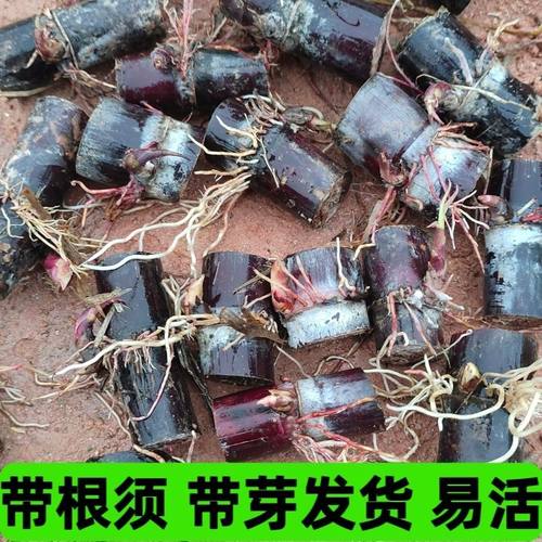 广西正宗黑皮甘蔗苗南北方盆栽
