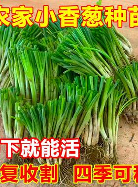 广西四季分葱苗带根盆栽批发