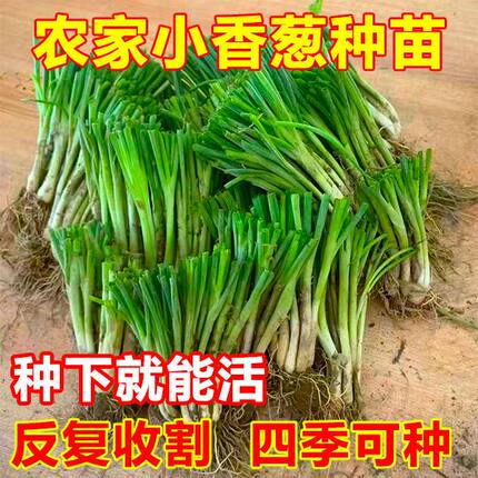 广西【分葱种苗】香葱根苗分葱苗带四季根苗盆栽批发农田蔬菜种植