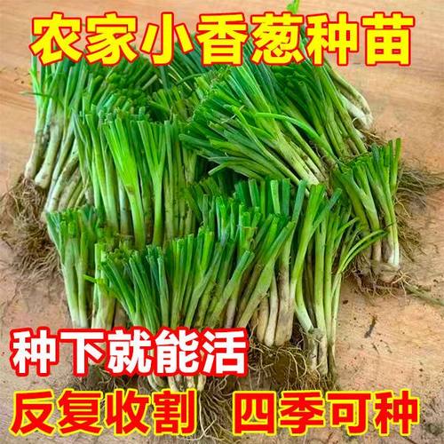 分葱苗带根苗带香葱四季根苗盆栽