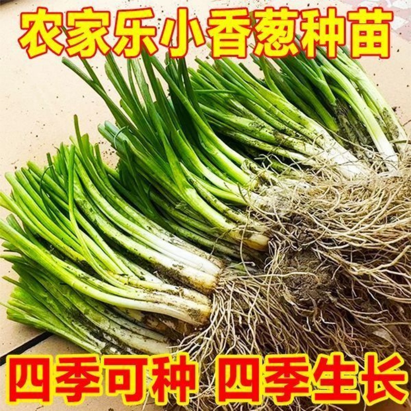 广西四季香葱南北种植盆栽根苗葱