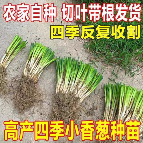 分葱苗带根苗带香葱四季根苗盆栽