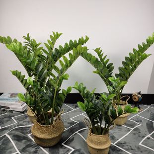 仿真金钱叶绿植盆栽 仿真假金钱叶植物 人造塑料摆件绿色丛生植物