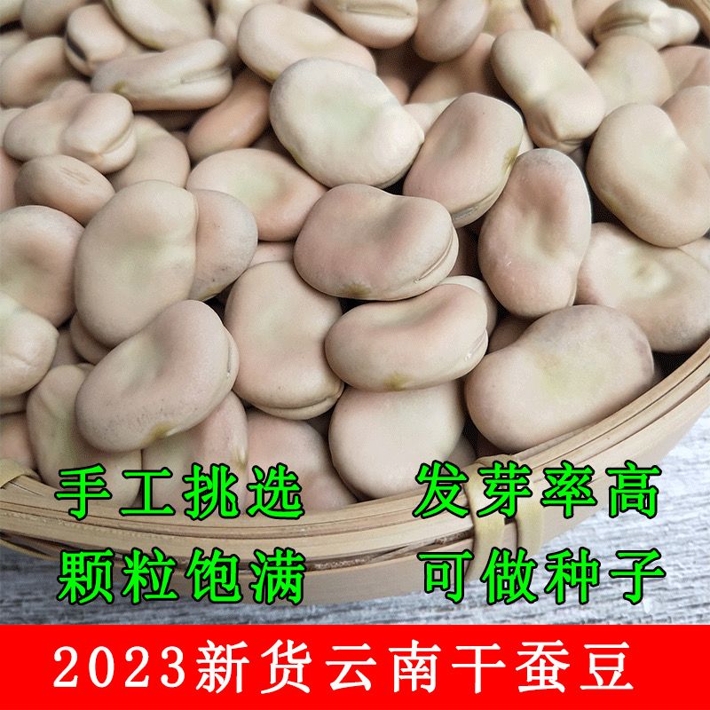 云南新鲜农家蚕豆散装干货种子籽罗汉豆胡豆馋豆白皮生蚕豆可发芽