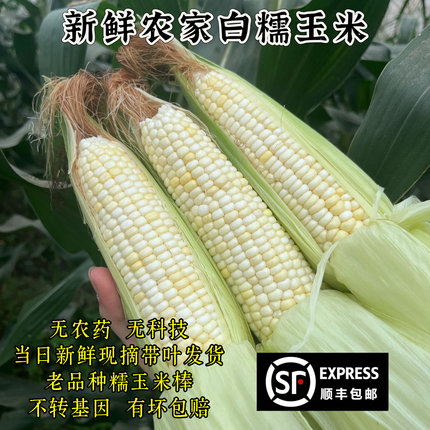农家田地自种白糯甜玉米苞谷当季新鲜玉米棒带皮现摘孕妇非转基因