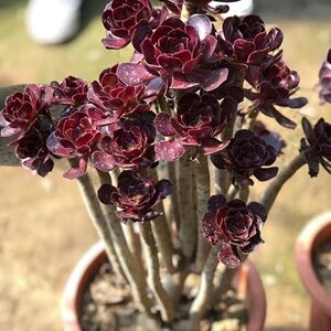 老桩黑法师多肉植物超大颗多头低价清仓花卉盆栽基地直发精品