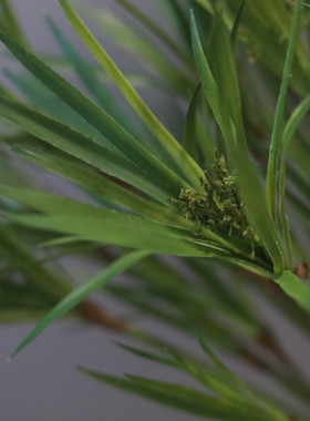 石斛风车草水棕竹柳条伞沙草