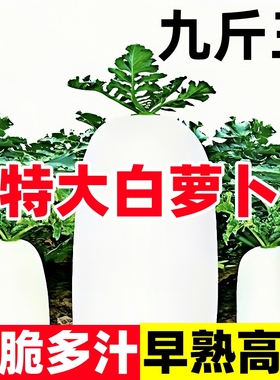 特大白萝卜种籽大全秋播九斤王白皮萝卜种子樱桃萝卜四季蔬菜种孑