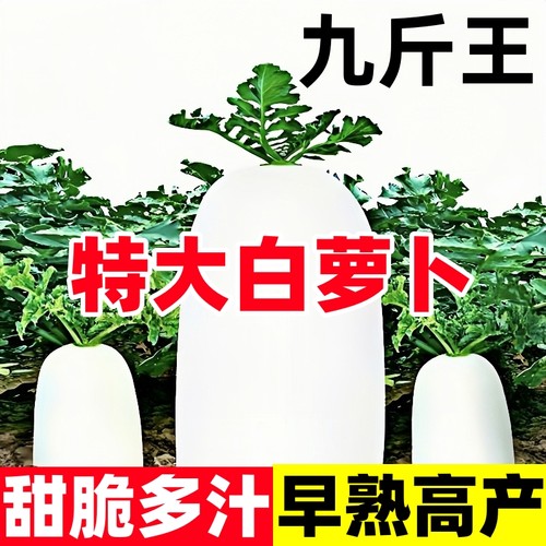 九斤白萝卜种子早熟高产甜脆多汁