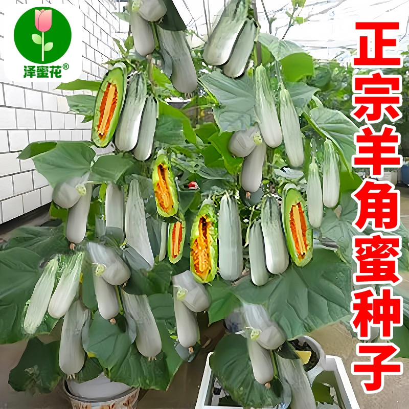 泽蜜花正宗羊角蜜种子正品原包装