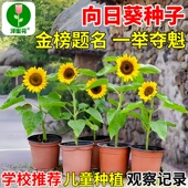 向日葵花种子四季 播种易活高考一举夺魁阳台盆栽观赏食用葵花籽种