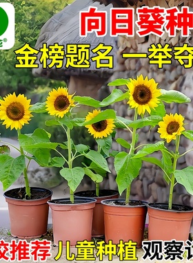 向日葵花种子四季播种易活高考一举夺魁阳台盆栽观赏食用葵花籽种