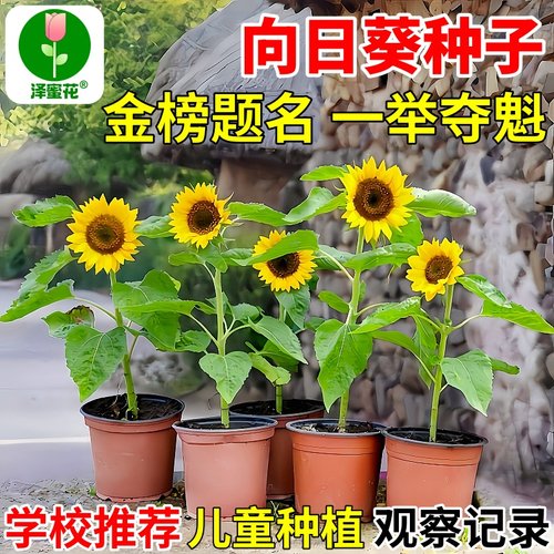 向日葵种子学校推荐种植一举夺魁
