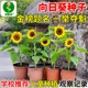 向日葵花种子四季 播种易活高考一举夺魁阳台盆栽观赏食用葵花籽种