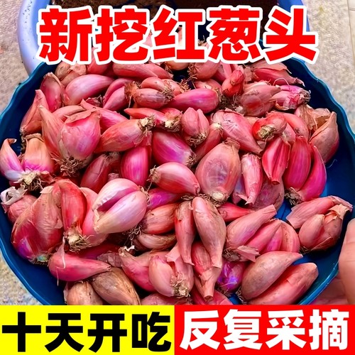 正宗红葱头十天开吃爆香反复采摘