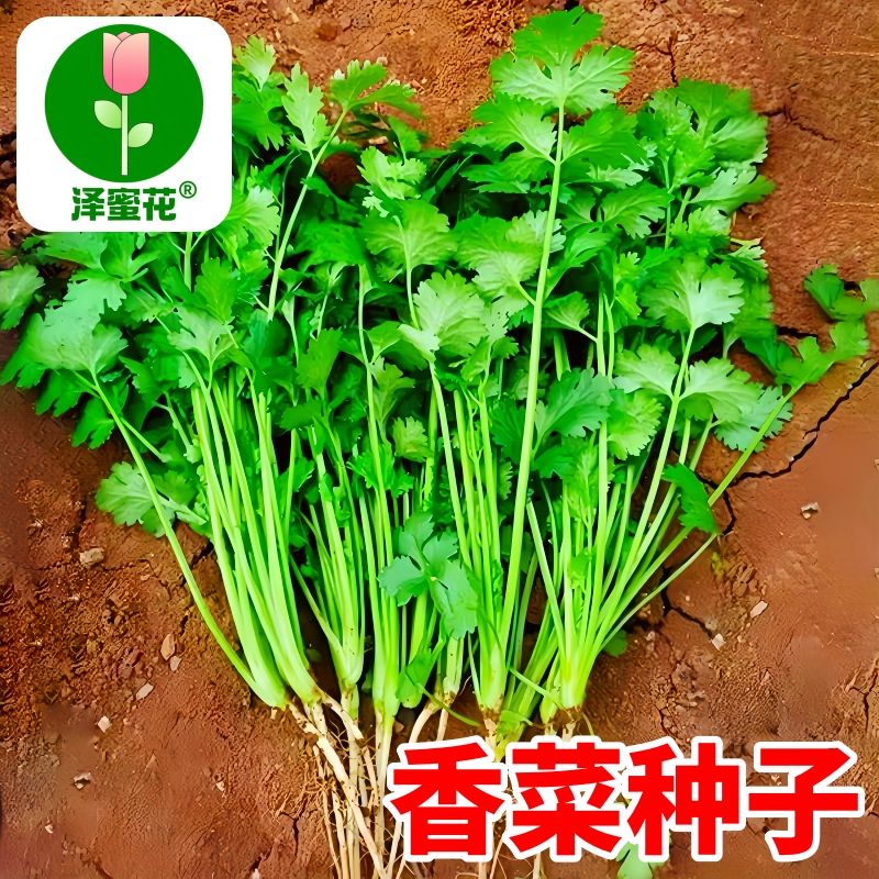 速生香菜种子老品种蔬菜种子大全