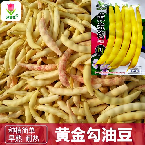 正宗黄金钩架豆种子东北油豆角种