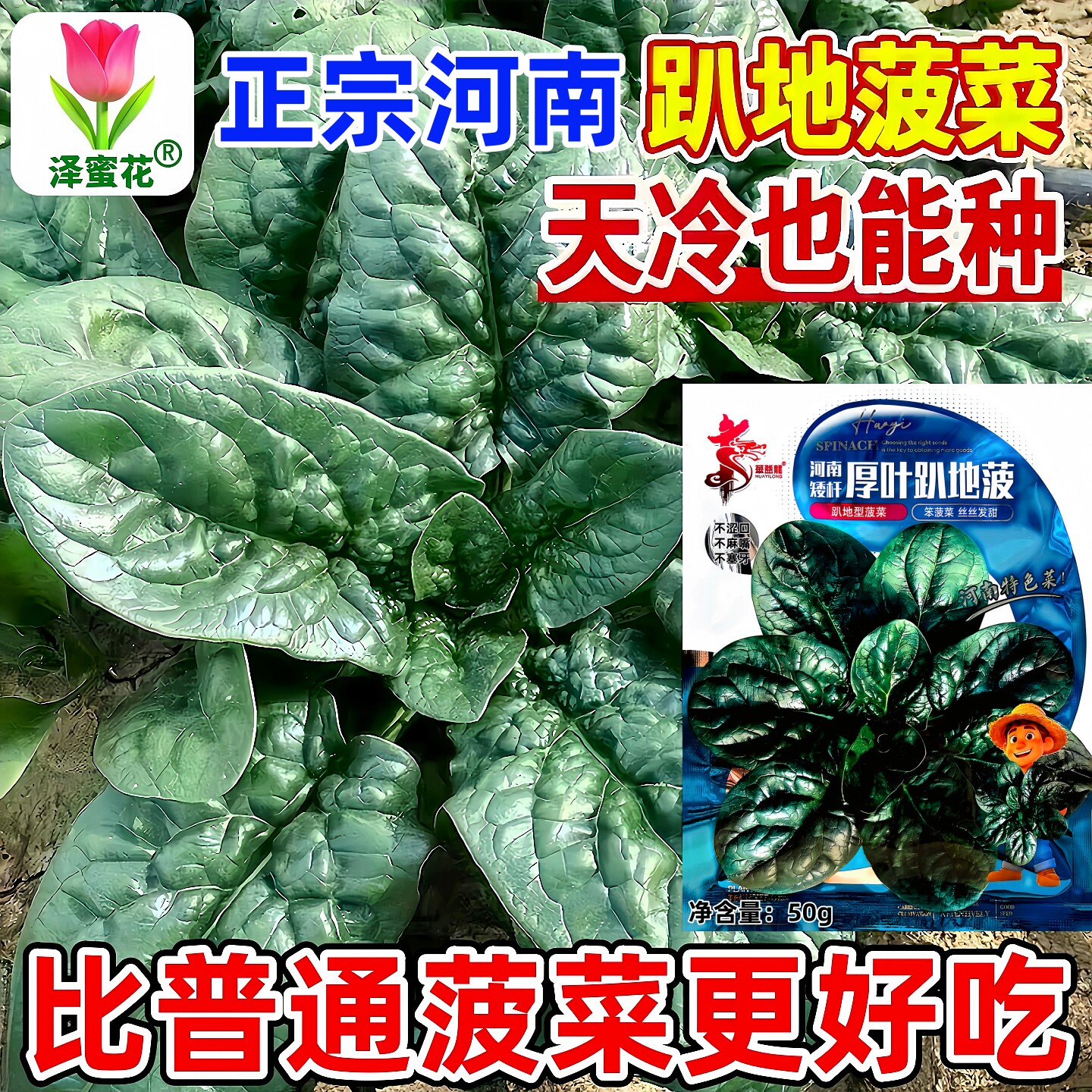 河南趴地菠菜种子大全一代杂交厚叶油亮耐寒可越冬秋冬季蔬菜种籽