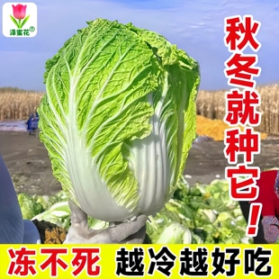 白菜种子秋冬季黄心奶油大老品种好吃四季冬天不怕冻的菜种籽大全