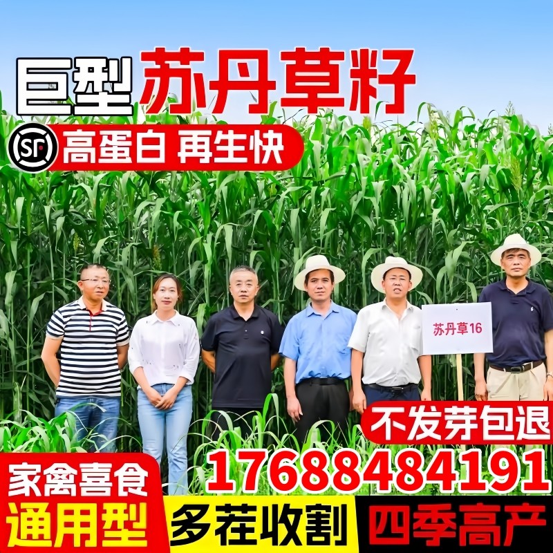 苏丹草种籽高产型四季牧草种子高蛋白家禽喜食鸡鸭鹅牛羊马鱼草籽,鲜花速递/花卉仿真/绿植园艺,家庭园艺种子,淘宝优惠券,粉丝福利购,淘宝优惠卷