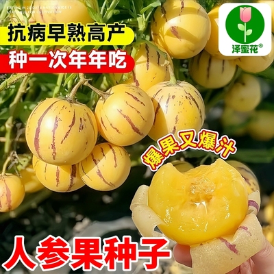 泽蜜花正宗人参果种子正品原包装