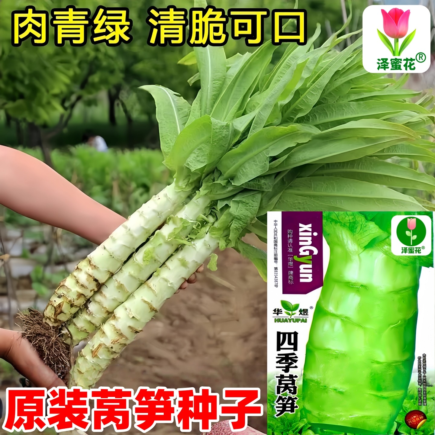 莴苣种子耐寒青皮绿叶莴笋种籽香莴苣苗莴笋菜籽种秋冬季蔬菜种孑,鲜花速递/花卉仿真/绿植园艺,家庭园艺种子,淘宝优惠券,粉丝福利购,淘宝优惠卷