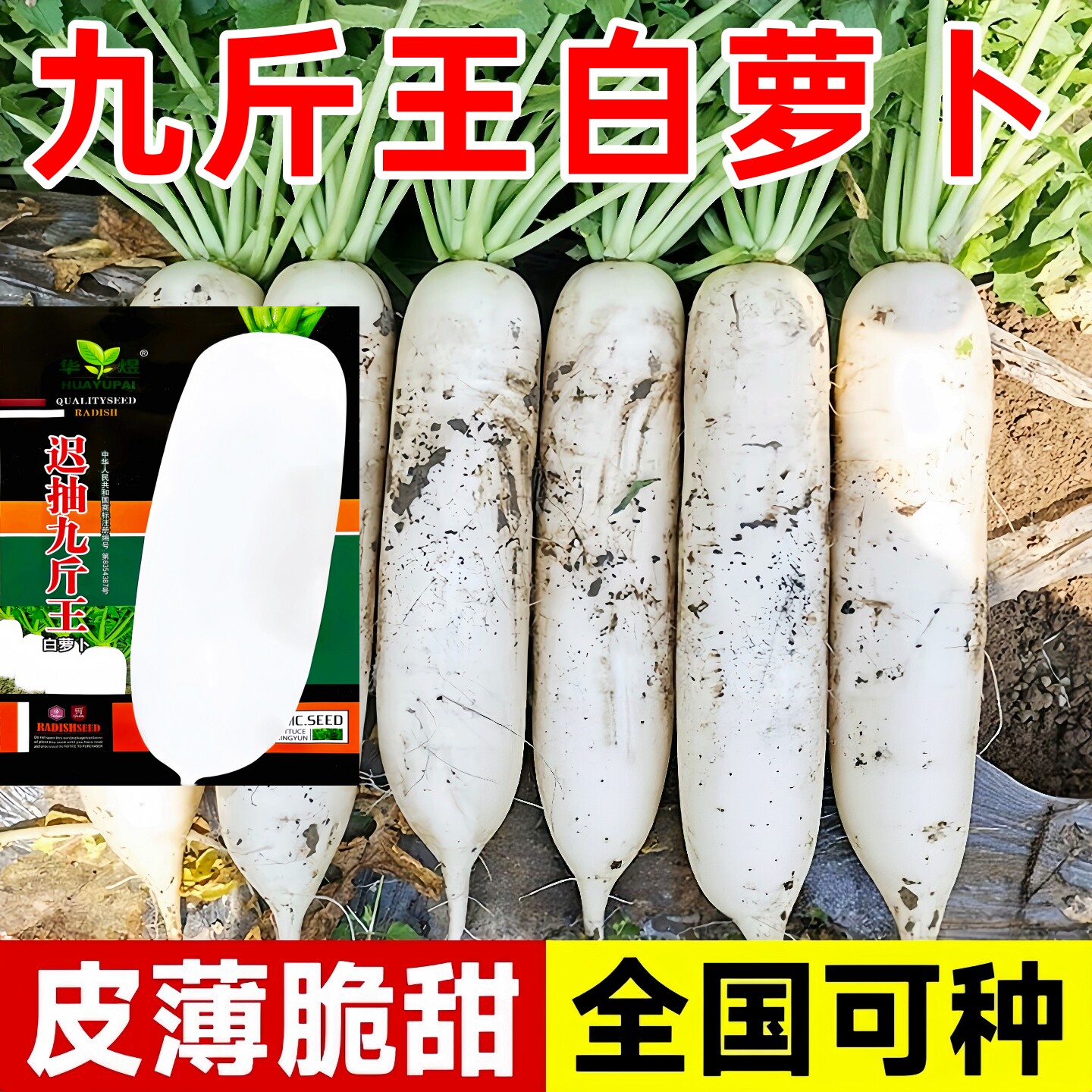 原厂原装正品九斤王大白萝卜种子图片