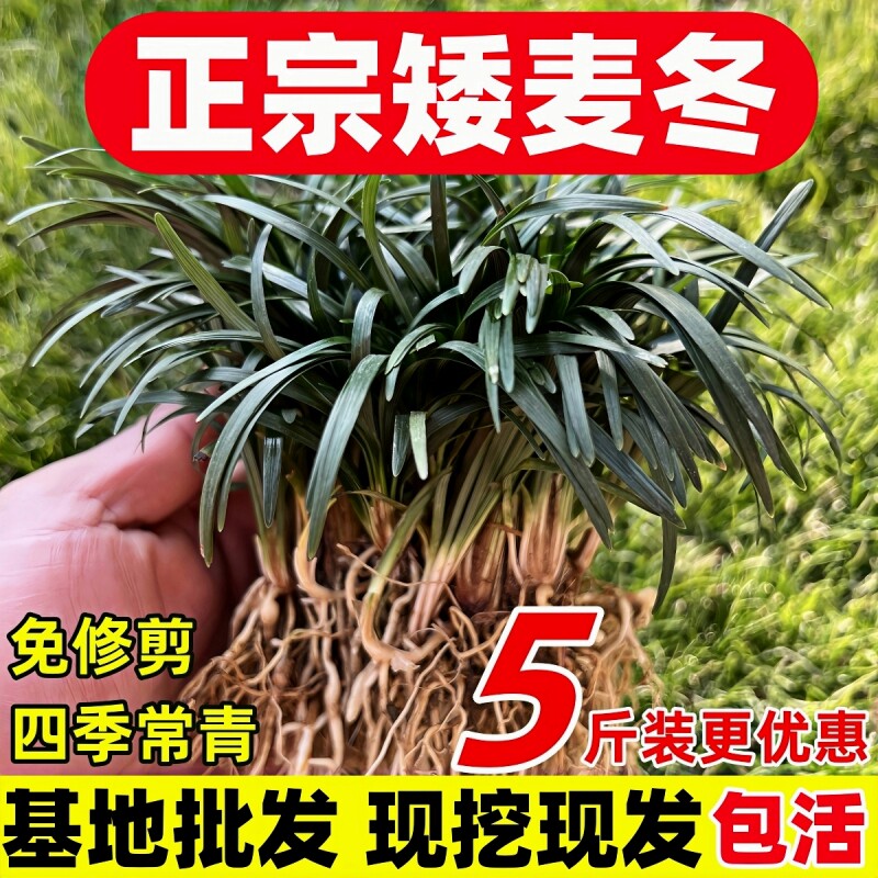 矮麦冬草不含泥基地直销现挖现发图片