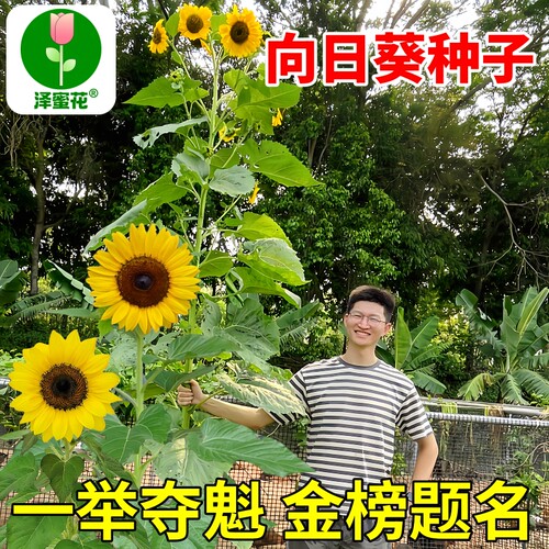 向日葵种子学校推荐种植一举夺魁