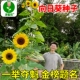 食用向日葵种子一举夺魁金榜题名四季 播种易活阳台观赏葵花籽种籽