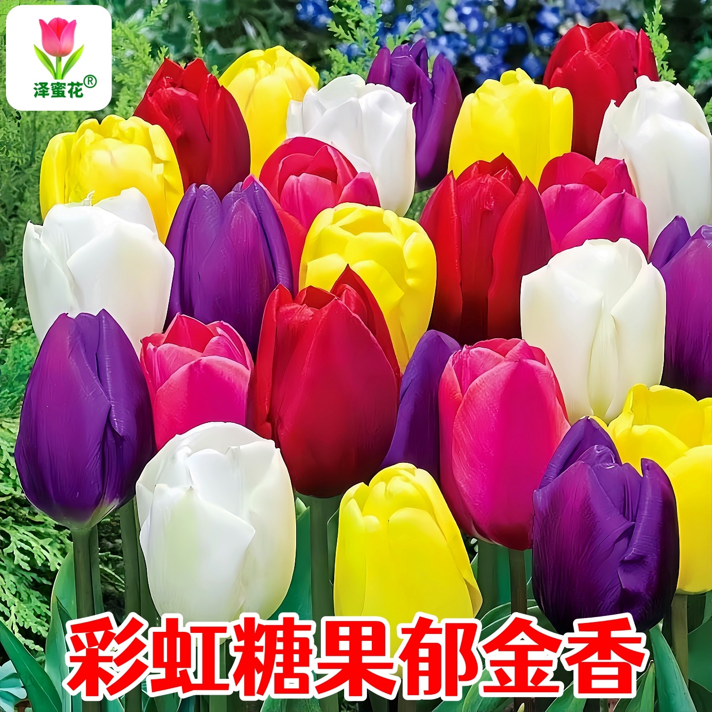 进口郁金香种球彩虹糖果色精品大球室内阳台盆栽水培植物花种花籽