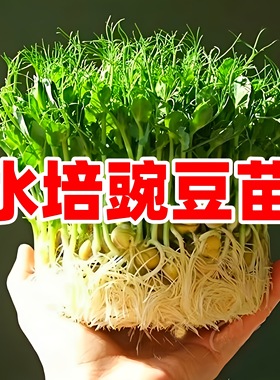 豌豆种子大全水培豌豆尖种专吃豌豆苗芽苗菜籽种无土栽培蔬菜种孑