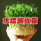 豌豆种子大全水培豌豆尖种专吃豌豆苗芽苗菜籽种无土栽培蔬菜种孑