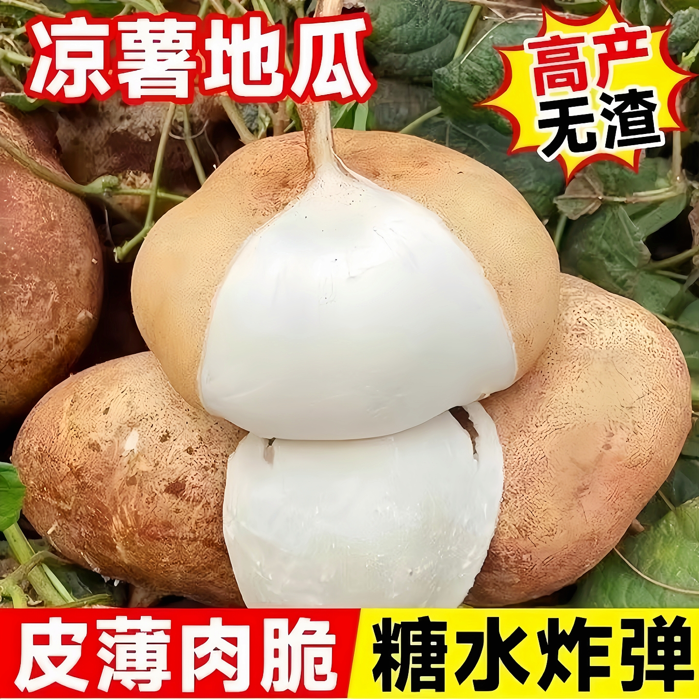 凉薯地瓜种子牧马山地瓜早熟高产水果地瓜沙葛凉薯豆薯蔬菜种籽子